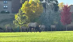 Elk herd with ‘agitated’ bull grazing in Lakewood’s Union Ridge Park