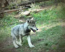 WATCH: New Colorado wolf pups captured on video as CPW names three newly formed packs