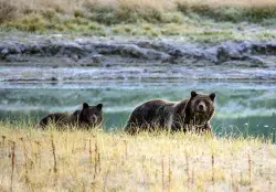 A record 77 grizzly bears died in Yellowstone this year. Miracle’s survival depends on humans doing better. (Opinion)