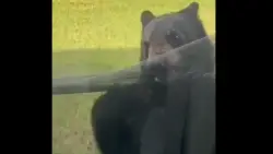 Bear caught on camera ripping window screen