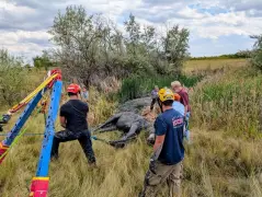 Horse rescued after getting stuck in mud near Niwot