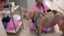Dog recovering at animal hospital after being found with severe injuries in Hollywood neighborhood