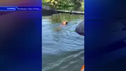 2 Pembroke Pines Police officers paddle to rescue dog in distress using neighbor’s kayak